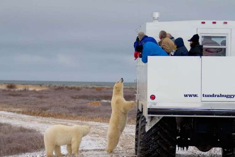 طبیعت کانادا و خرس ‌های قطبی